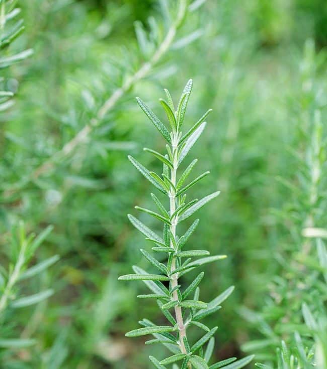 Verde Romero | Le romarin dans nos produits de soins capillaires naturels